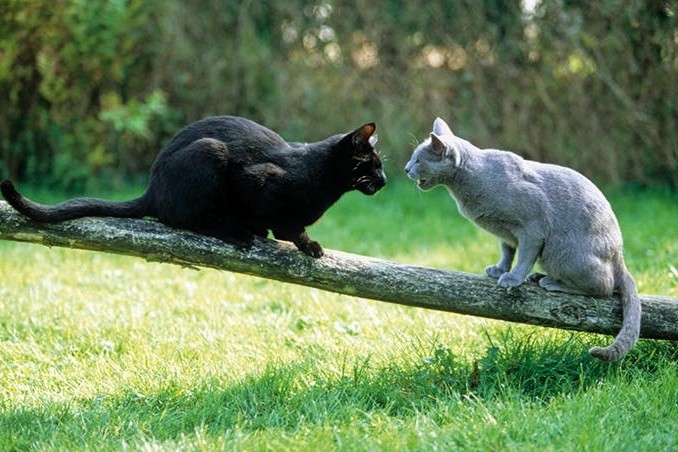 Stromern in der Nachbarschaft - Das darf Ihre Katze