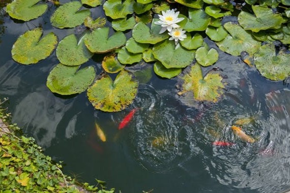 Neue Fische für den Teich