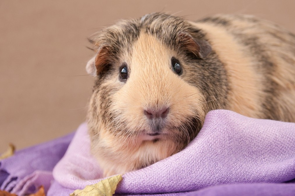 Erstausstattung für Meerschweinchen