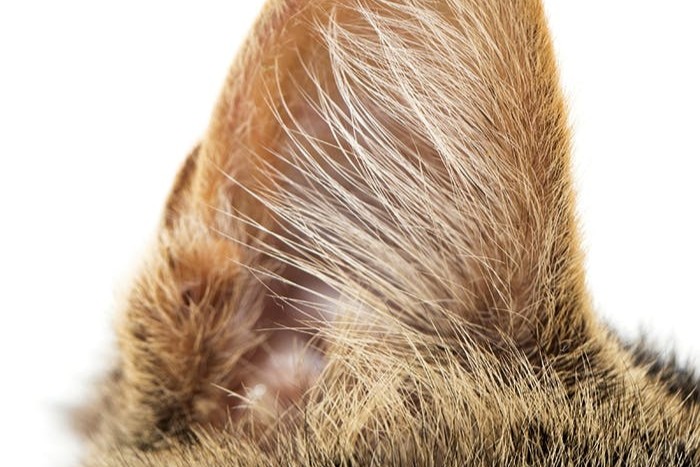 Gehör und Gleichgewicht im Katzenohr