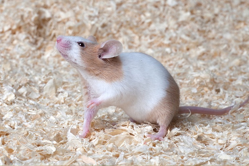 Farbmäuse