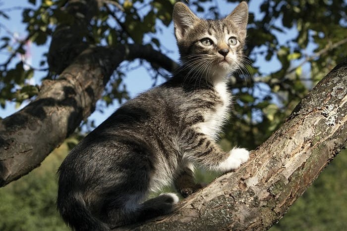 Freigang für Katzen - Was zu beachten ist