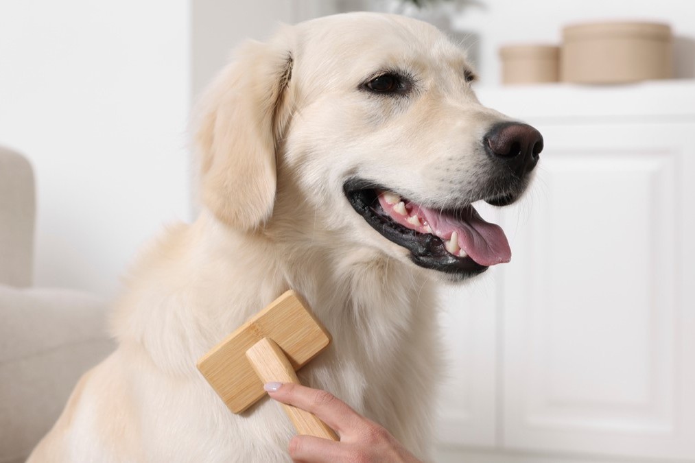 Fellpflege beim Hund