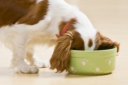 Getreidefreies Hundefutter