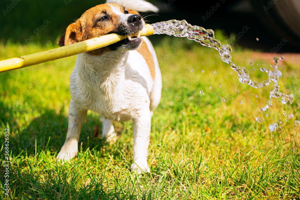 Hitzschlag bei Hunden