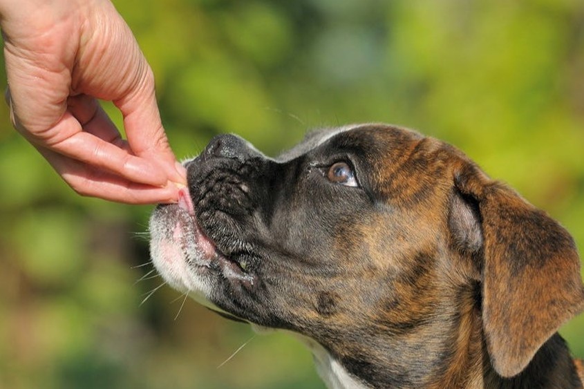 Den Hund richtig belohnen