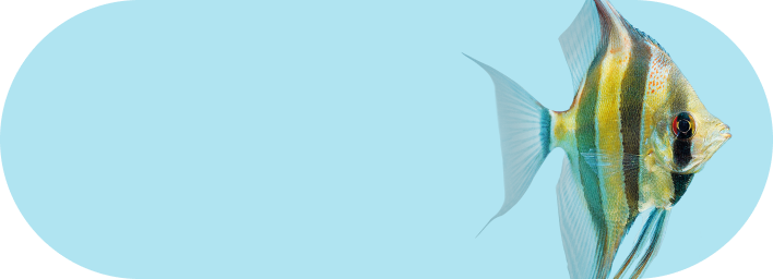 Aquaristik