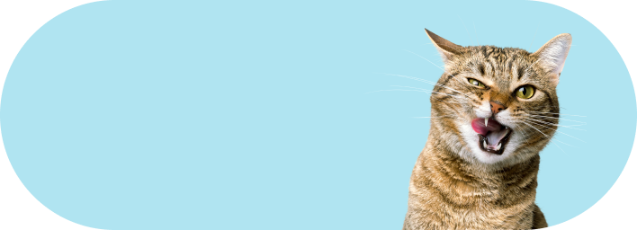Katze