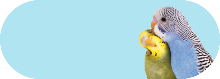 Vogel
