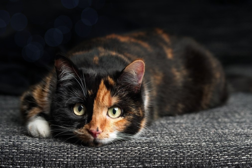 Katze frisst nicht? - 7 Tipps