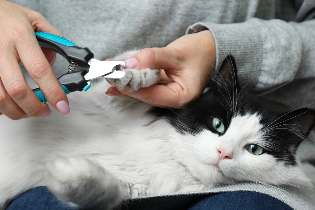 Krallen schneiden bei Katzen – so geht’s