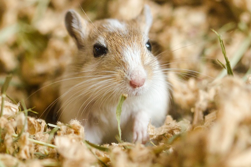 Mongolische_Rennmaus_im_Einstreu