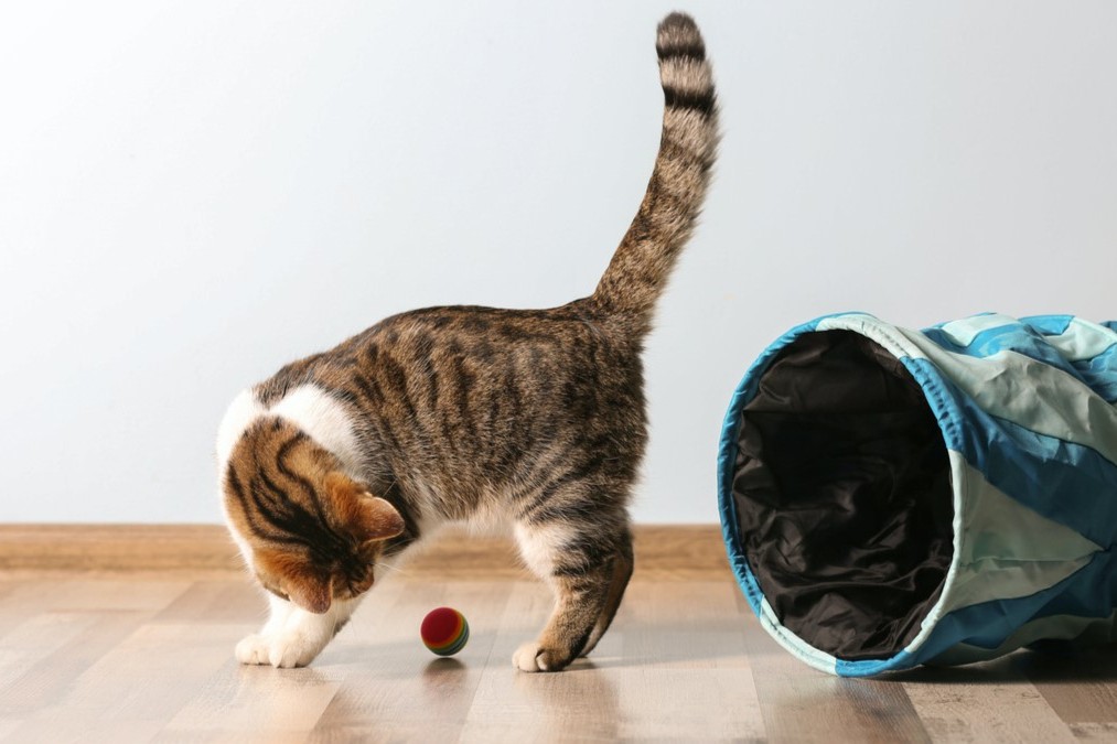 Spielzeit - Darum müssen Katzen spielen