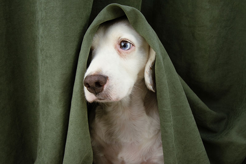 Ängste bei Hunden