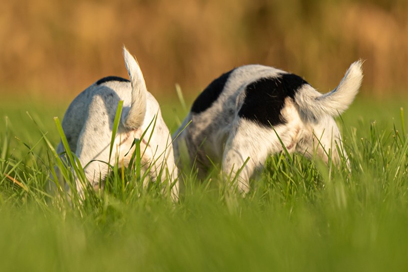 Würmer beim Hund